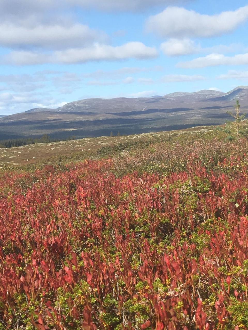 Loevasgardens Fjaellhotell Lovasen Luaran gambar